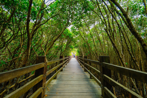 mangrove forest dream wedding boutique singapore bridal bali pre wedding photoshoot and travel